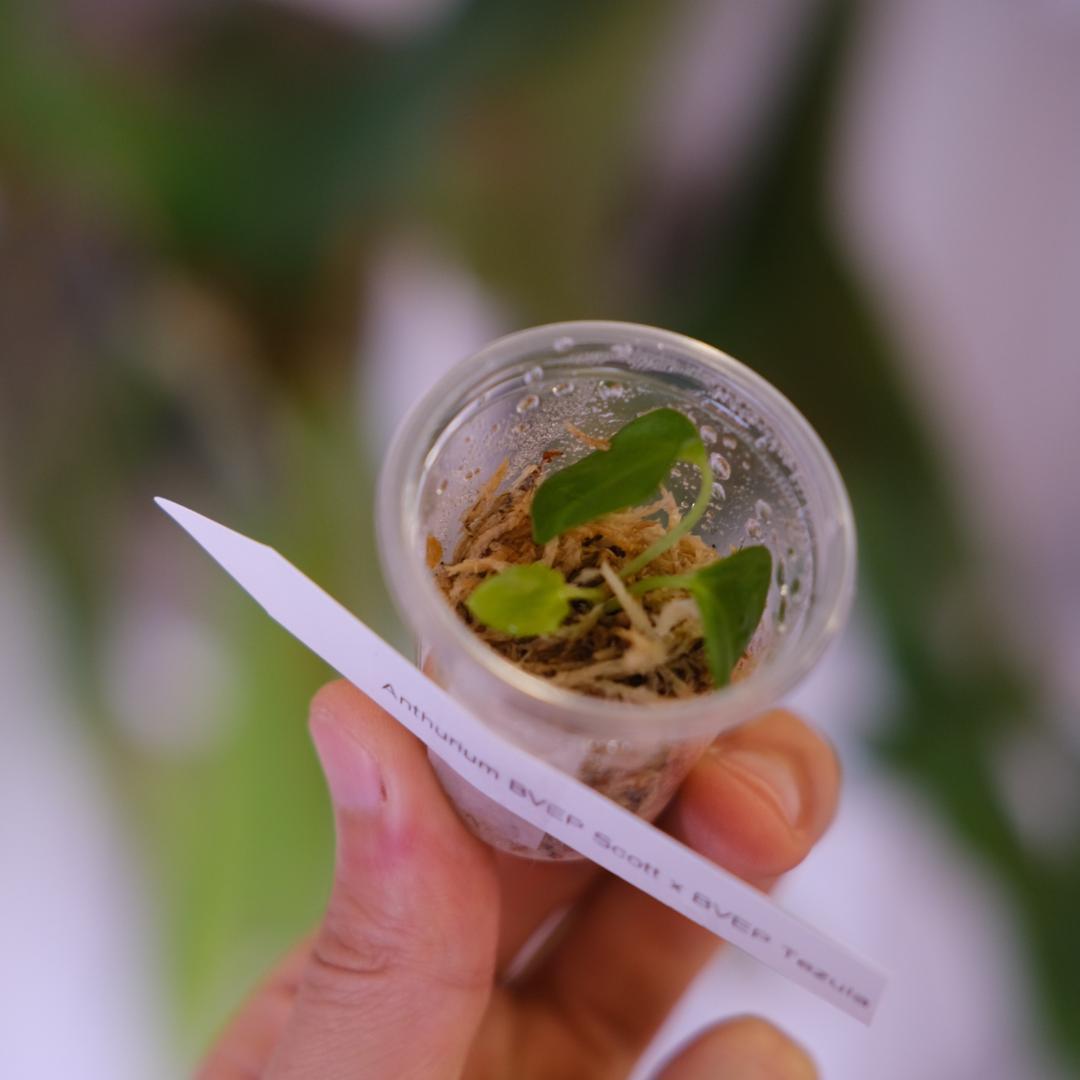 A. BVEP Scott × BVEP Tezula｜実生•アンスリウム