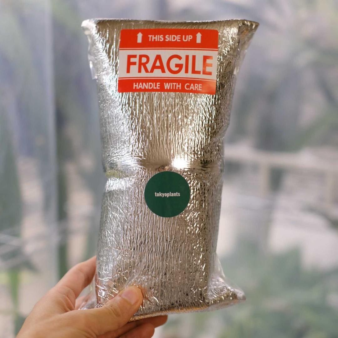 A. BVEP Scott × BVEP Tezula｜実生•アンスリウム