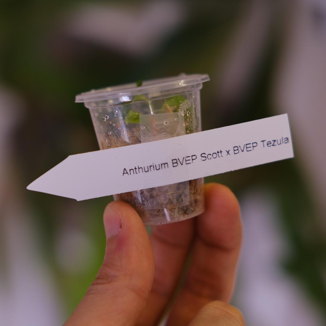 A. BVEP Scott × BVEP Tezula｜実生•アンスリウム