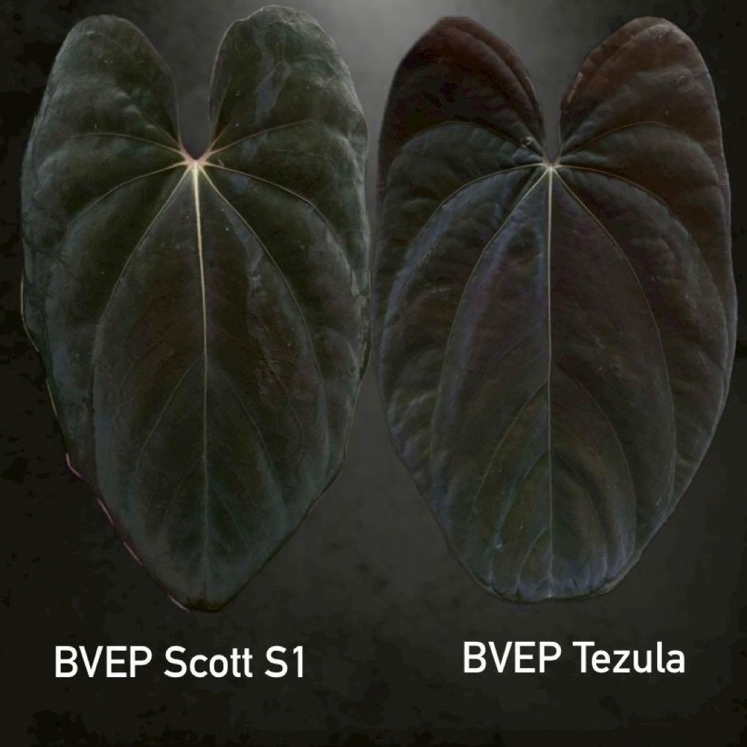 A. BVEP Scott × BVEP Tezula｜実生•アンスリウム