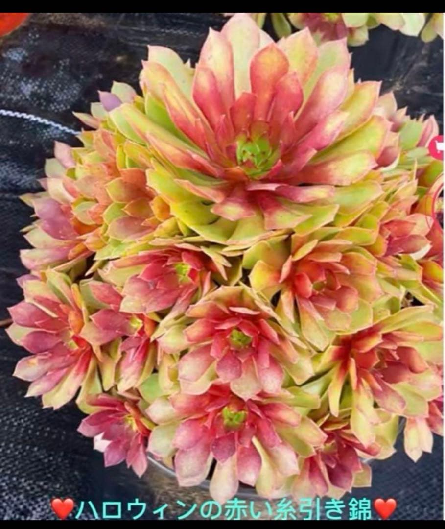 多肉植物アエオニウム錦❤️ハロウィンの赤い糸引き錦❤️ 成長した姿