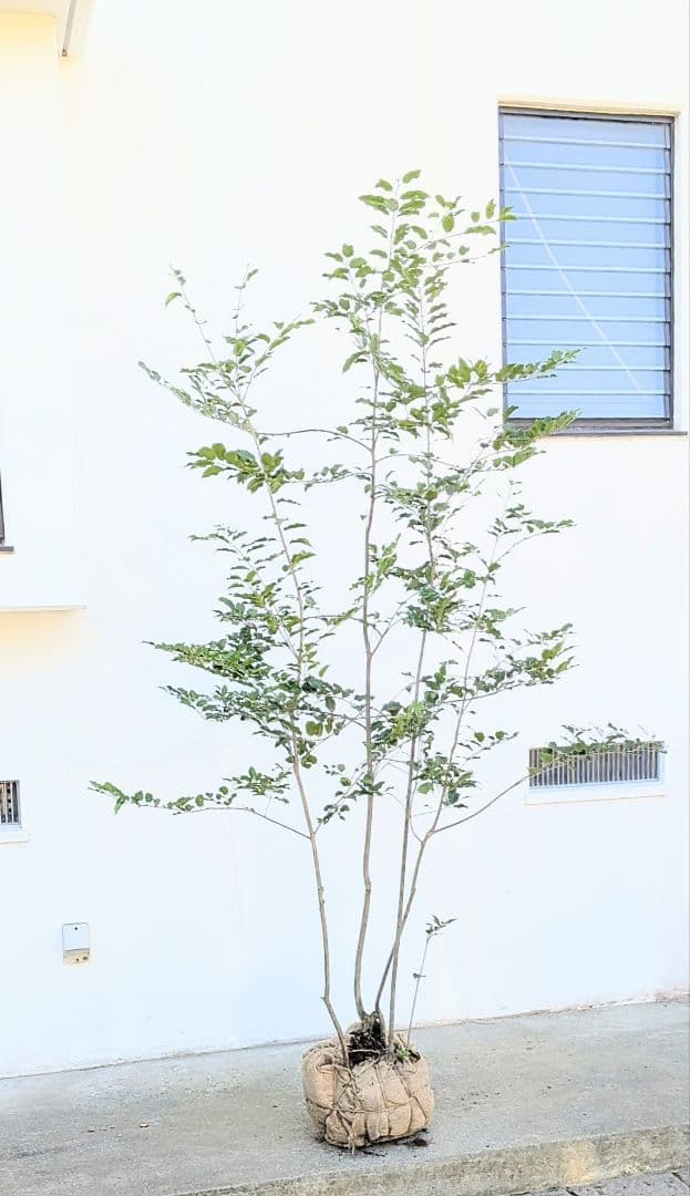 特大。極上。山採りソヨゴ。