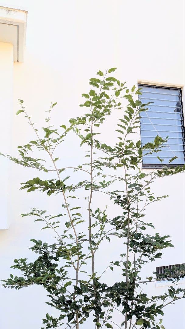 特大。極上。山採りソヨゴ。