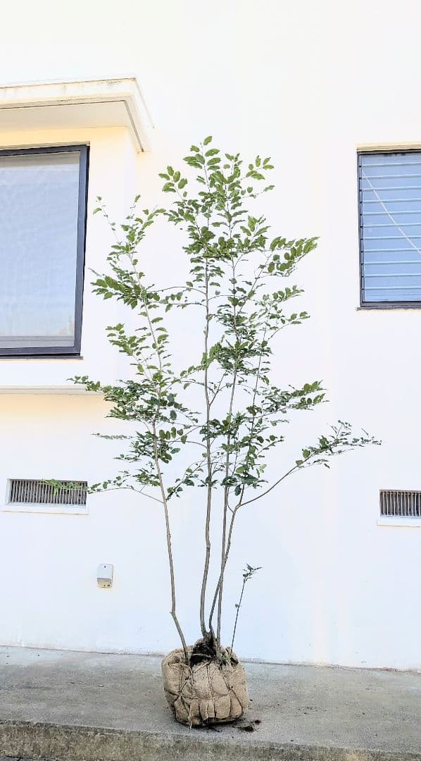 特大。極上。山採りソヨゴ。