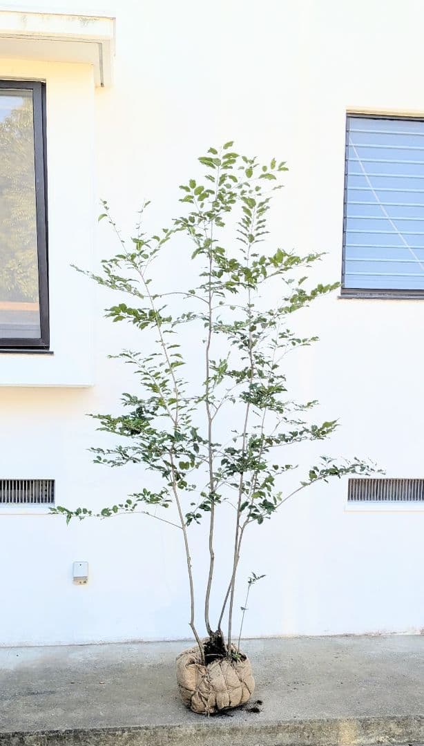 特大。極上。山採りソヨゴ。