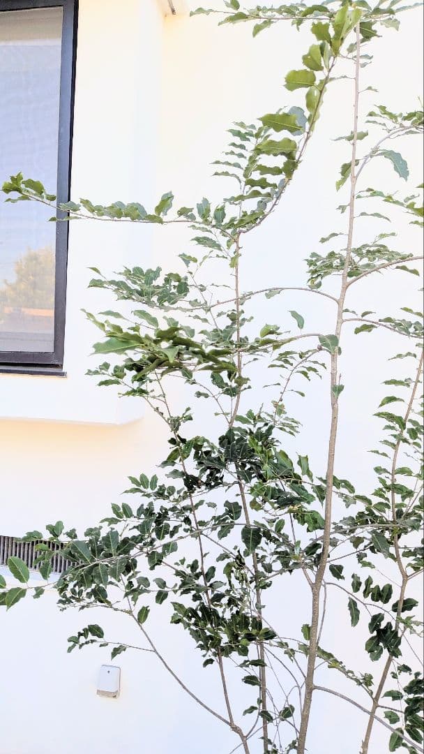 特大。極上。山採りソヨゴ。