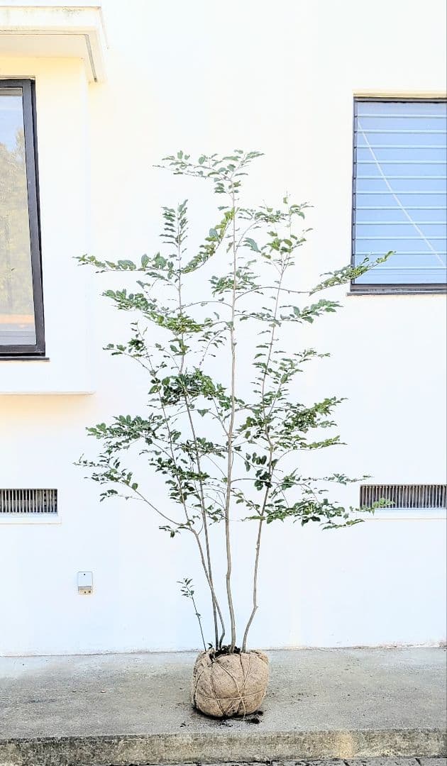 特大。極上。山採りソヨゴ。