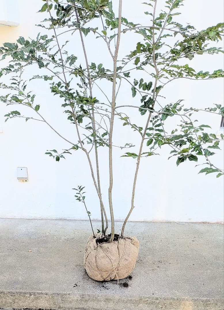 特大。極上。山採りソヨゴ。