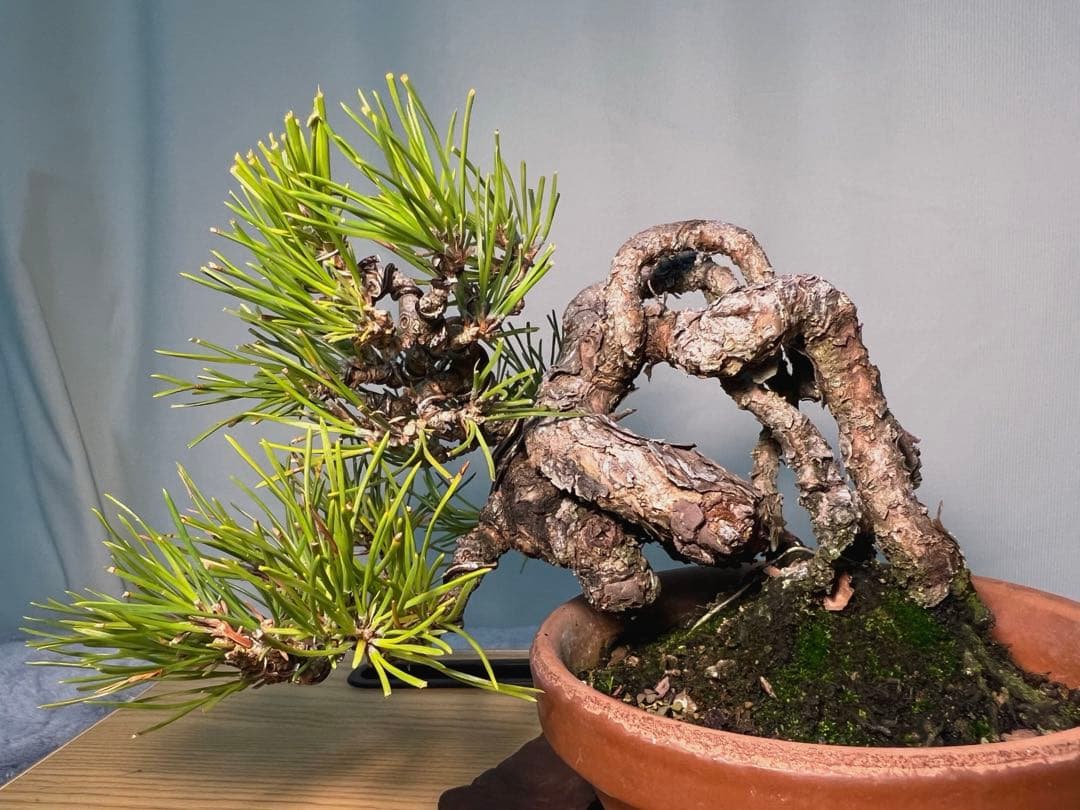 黒松　古木　変わり木