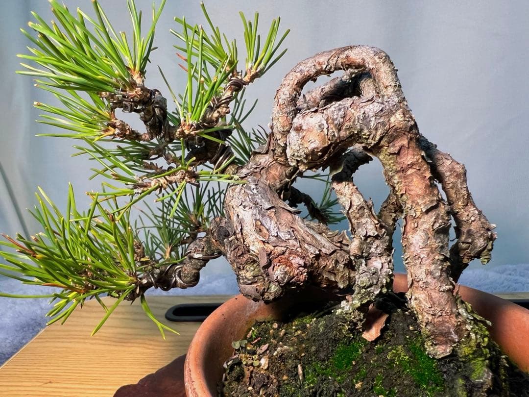 黒松　古木　変わり木