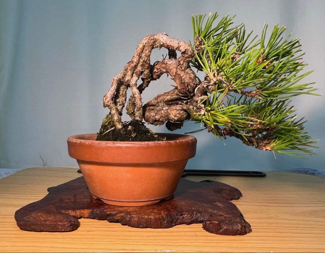 黒松　古木　変わり木