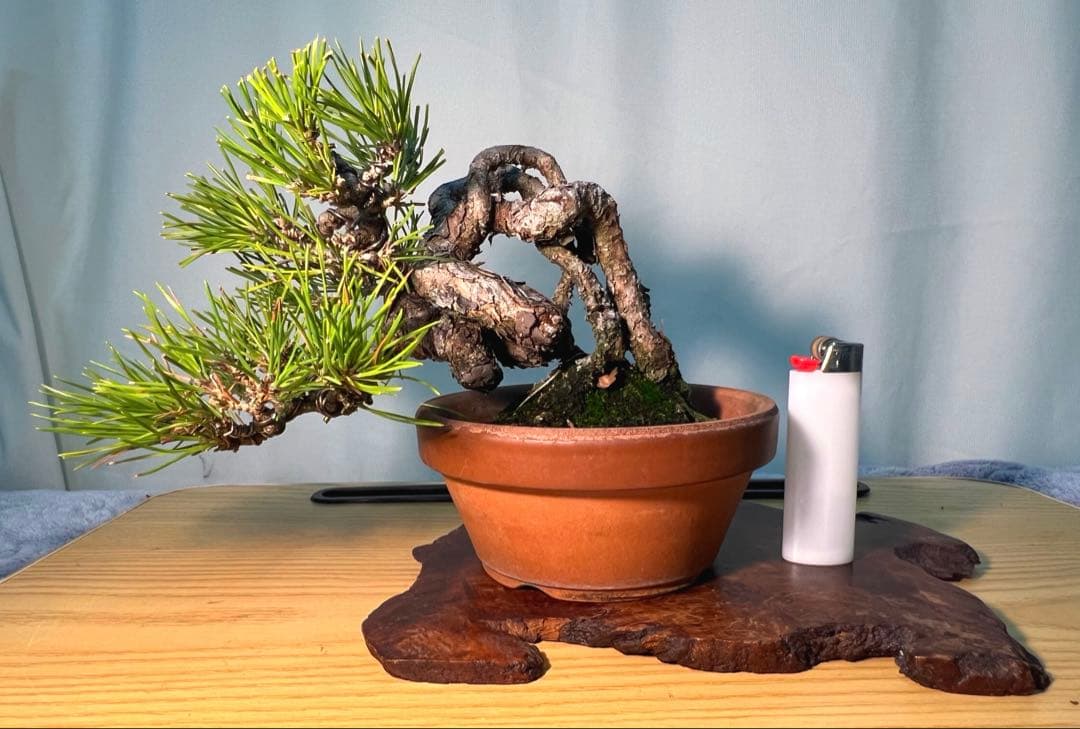 黒松　古木　変わり木