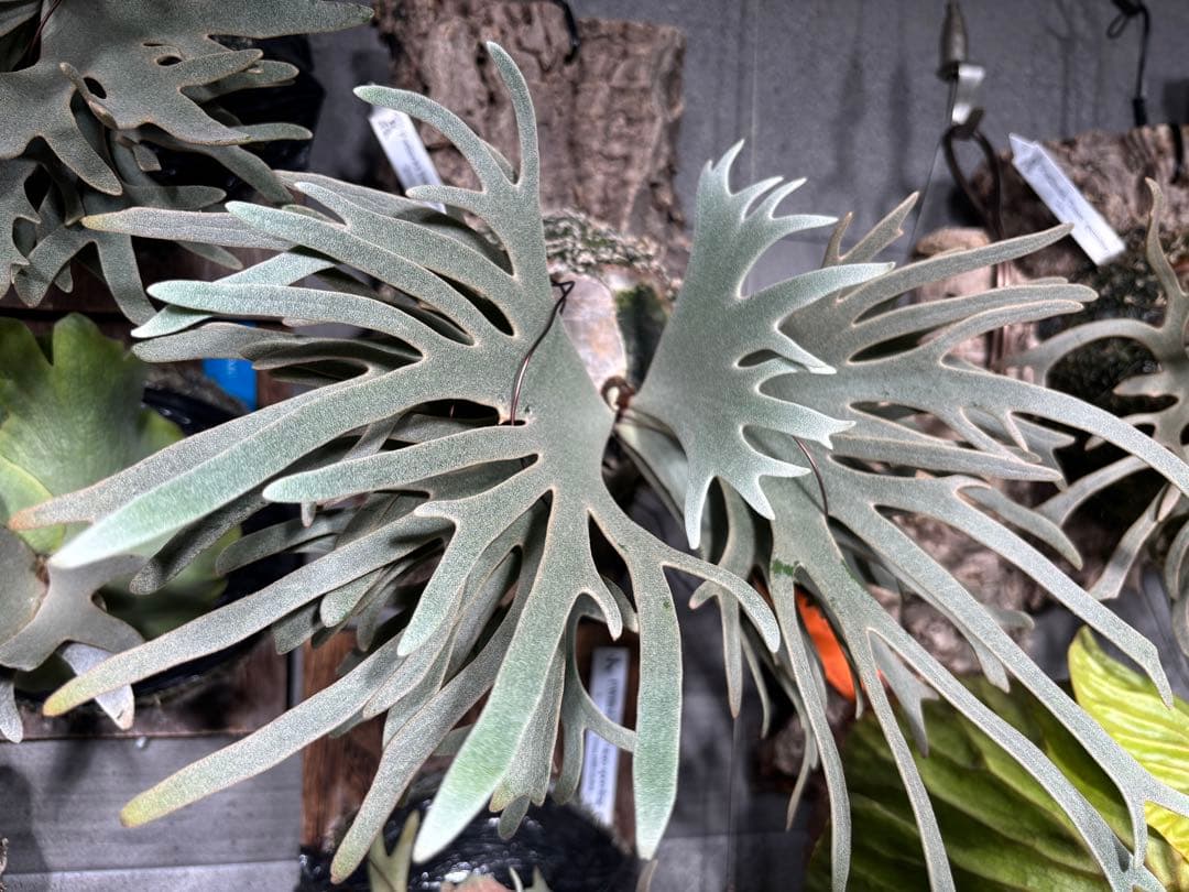 P. willinckii Totoro sporeling ビカクシダ トトロ