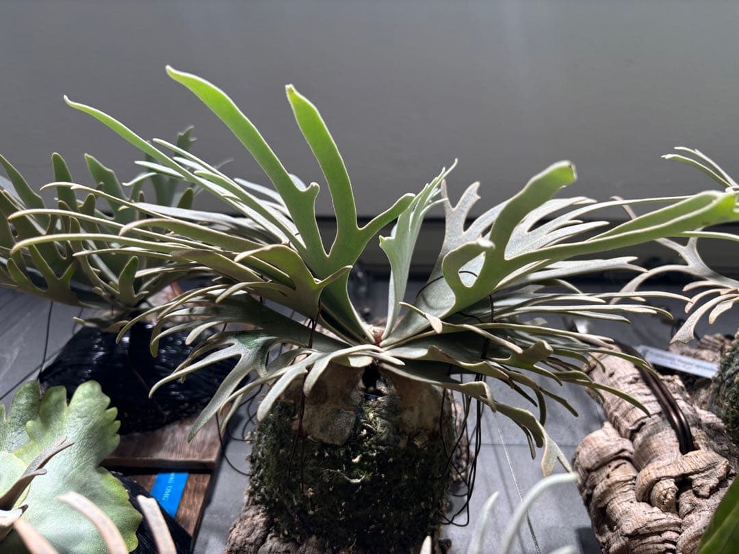 P. willinckii Totoro sporeling ビカクシダ トトロ