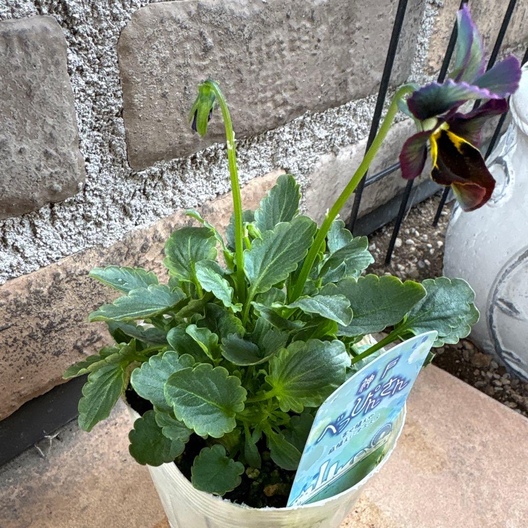 M*謝様 べっぴんさん