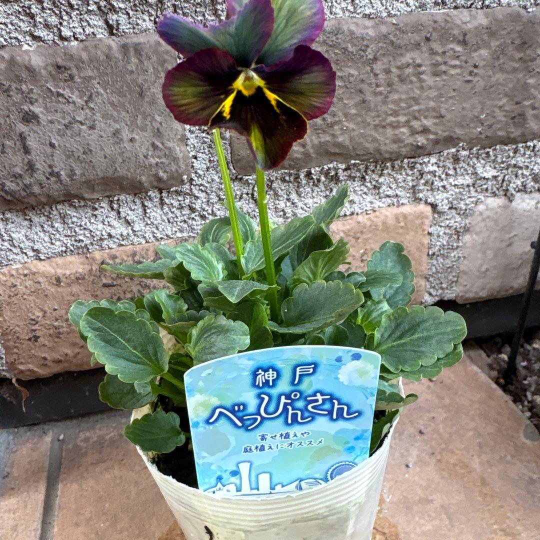 M*謝様 べっぴんさん