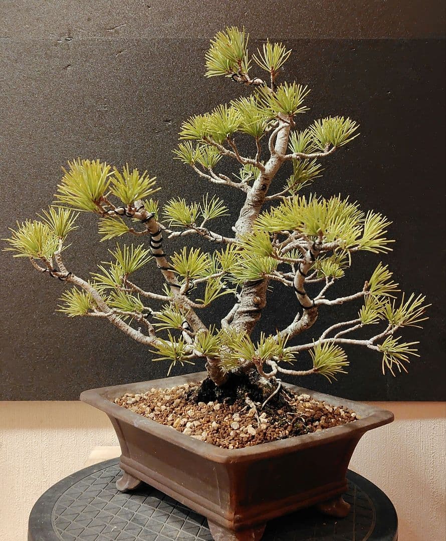 五葉松盆栽！