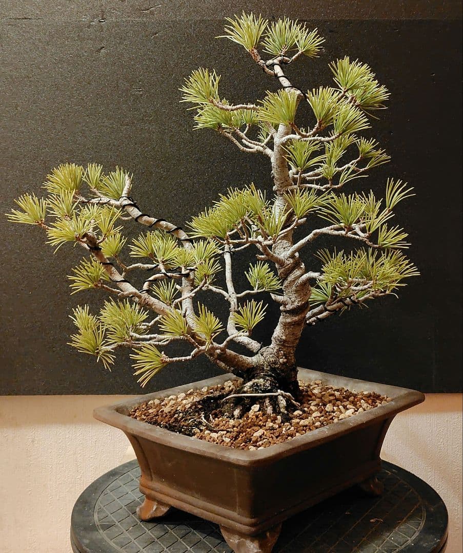 五葉松盆栽！