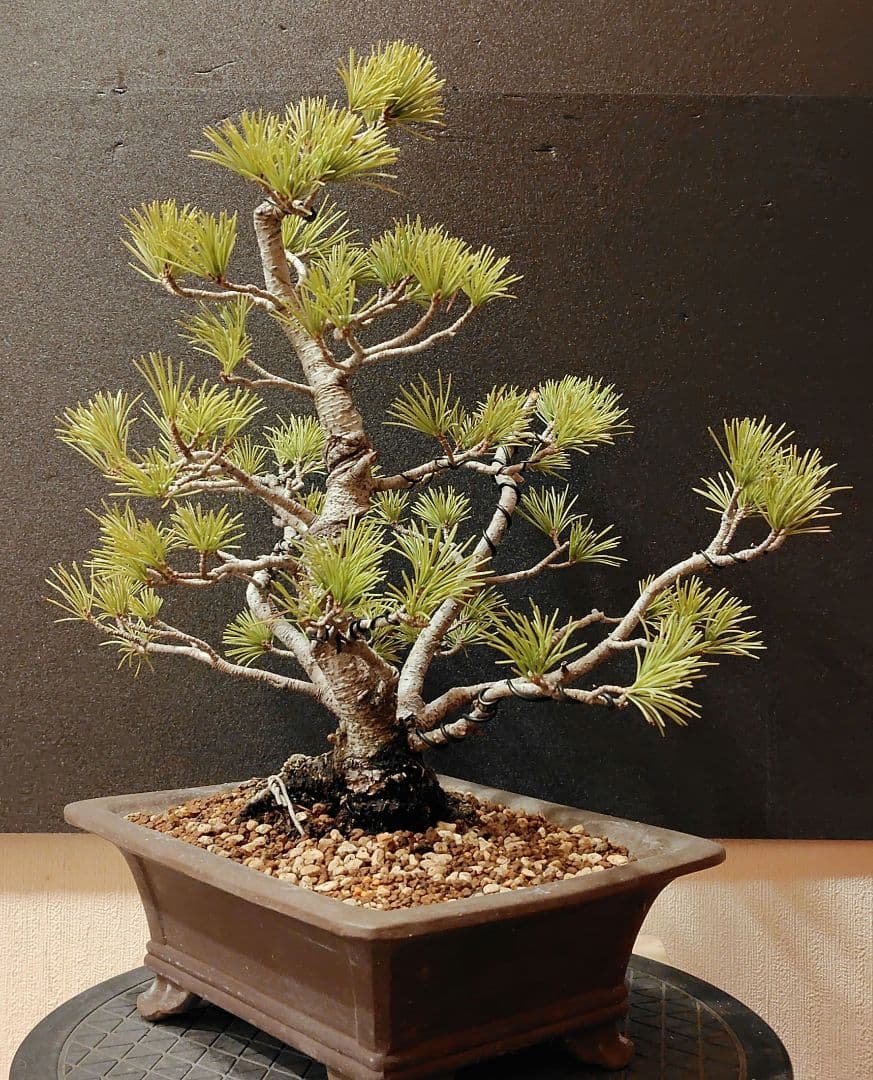 五葉松盆栽！