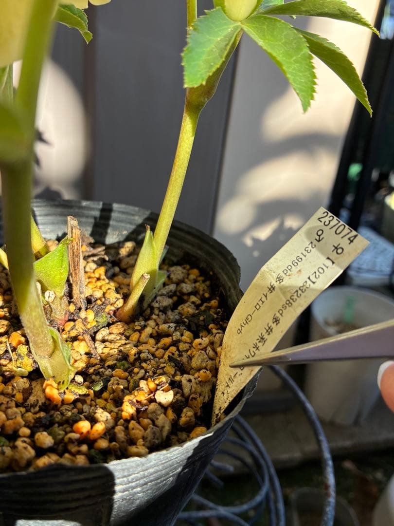 ♡加藤農園♡ モリモリセミダブル　丸弁整形花　充実株
