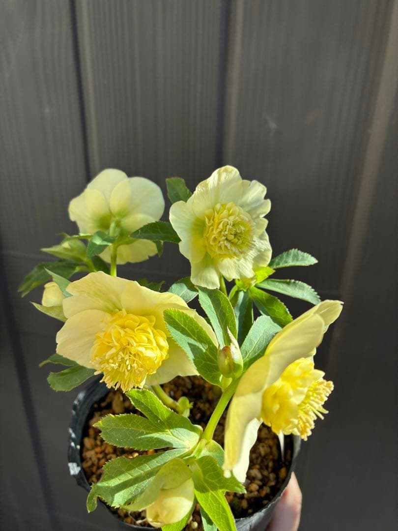 ♡加藤農園♡ モリモリセミダブル　丸弁整形花　充実株