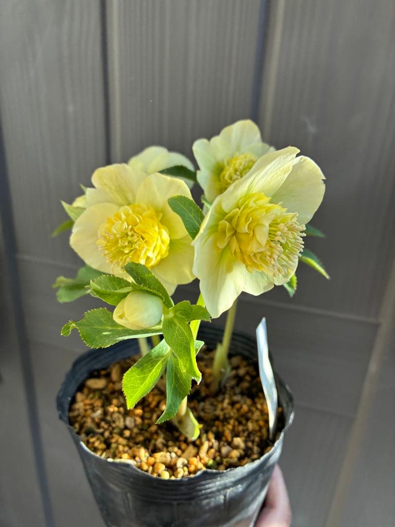 ♡加藤農園♡ モリモリセミダブル　丸弁整形花　充実株