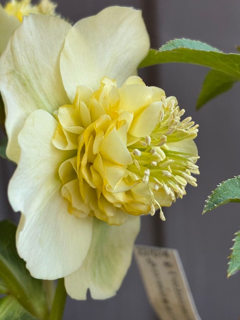 ♡加藤農園♡ モリモリセミダブル　丸弁整形花　充実株