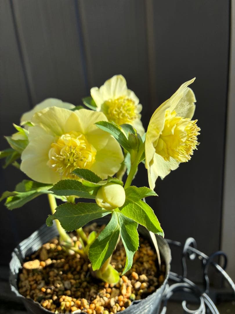 ♡加藤農園♡ モリモリセミダブル　丸弁整形花　充実株