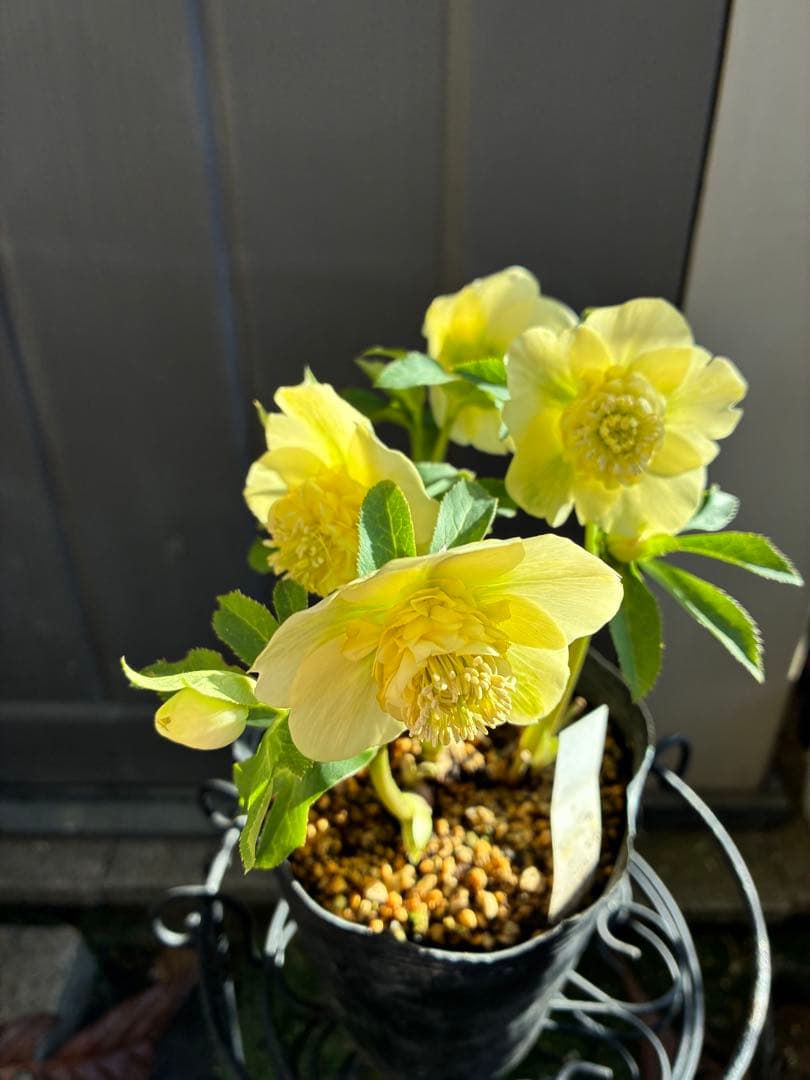 ♡加藤農園♡ モリモリセミダブル　丸弁整形花　充実株