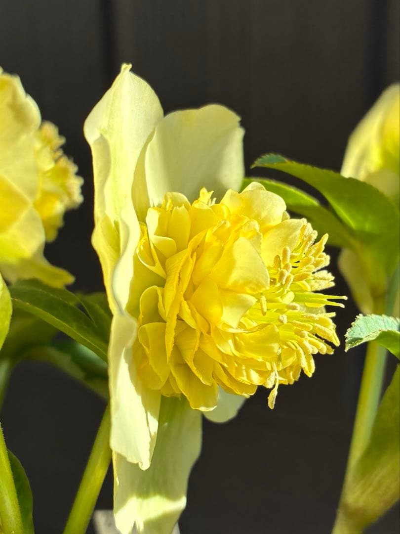♡加藤農園♡ モリモリセミダブル　丸弁整形花　充実株