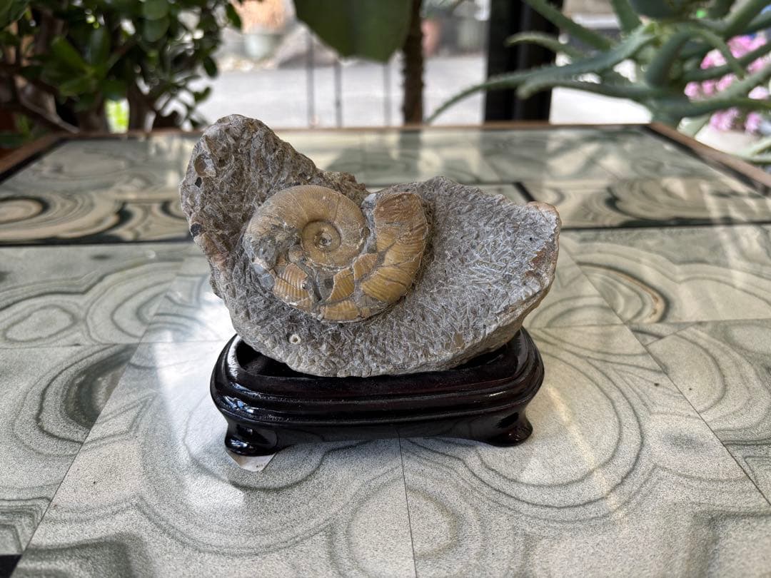 アンモナイト　化石　鉱石　希少　インテリア　6