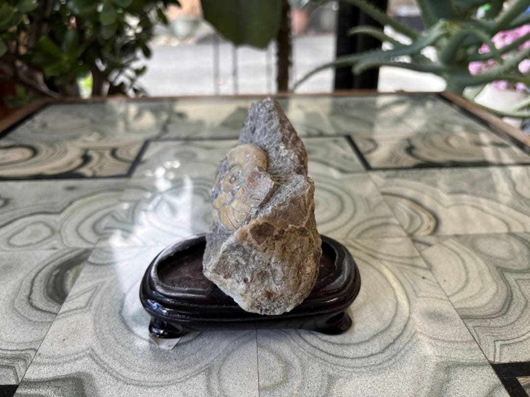 アンモナイト　化石　鉱石　希少　インテリア　6