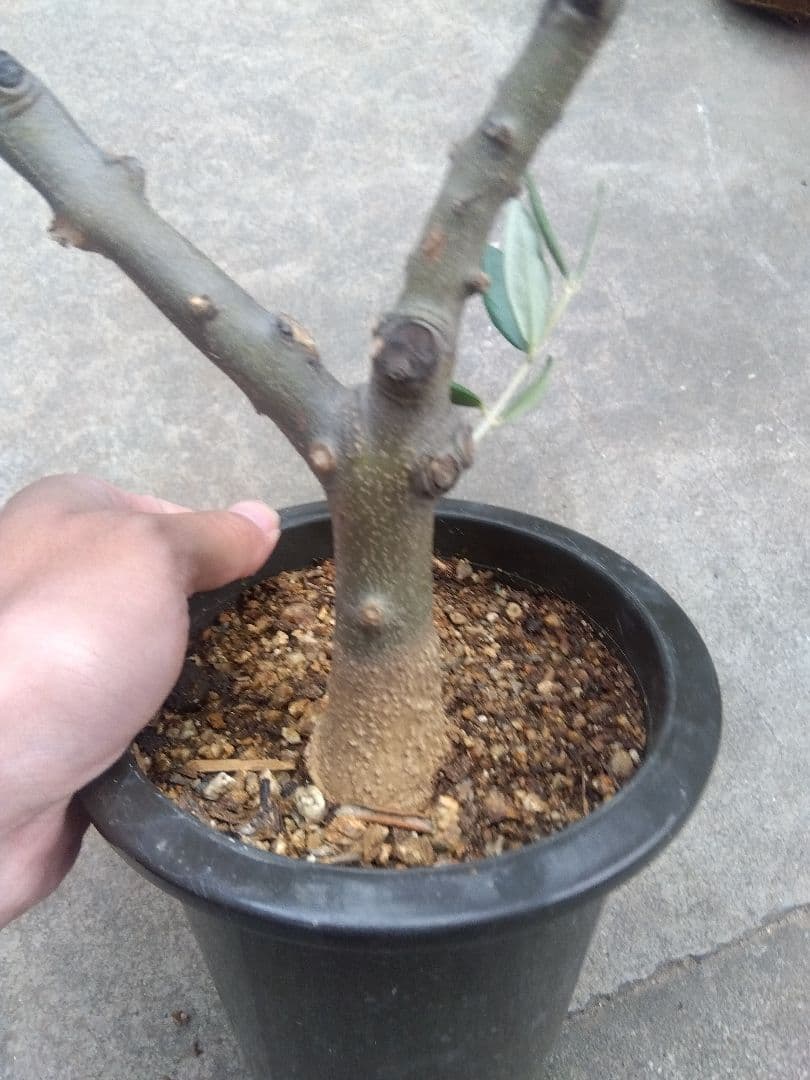 オリーブ　創樹　souju ピクアル　５号鉢つき 幹太❗　③