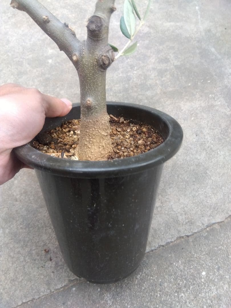 オリーブ　創樹　souju ピクアル　５号鉢つき 幹太❗　③