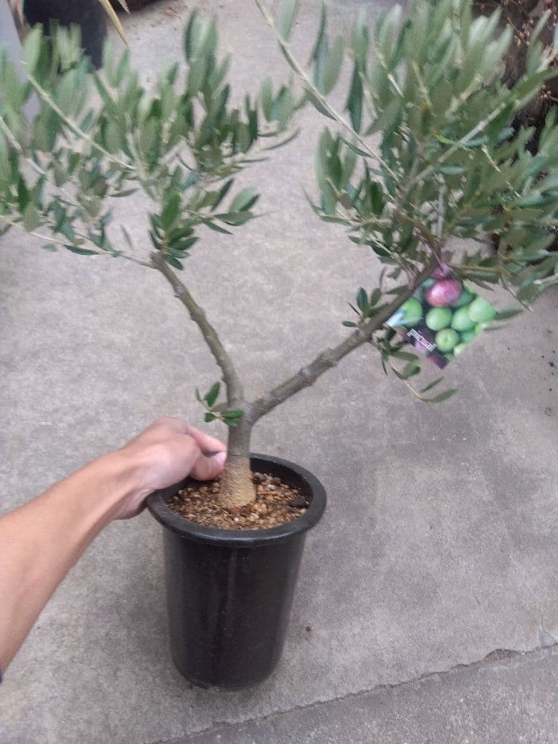 オリーブ　創樹　souju ピクアル　５号鉢つき 幹太❗　③