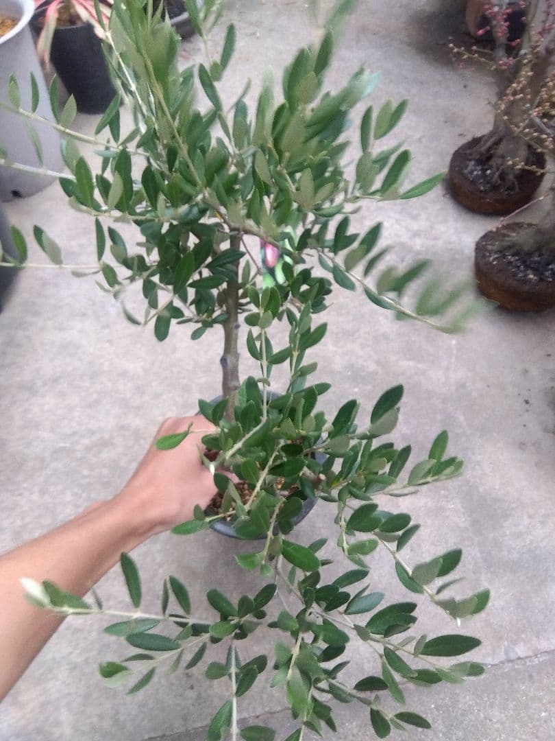 オリーブ　創樹　souju ピクアル　５号鉢つき 幹太❗　③
