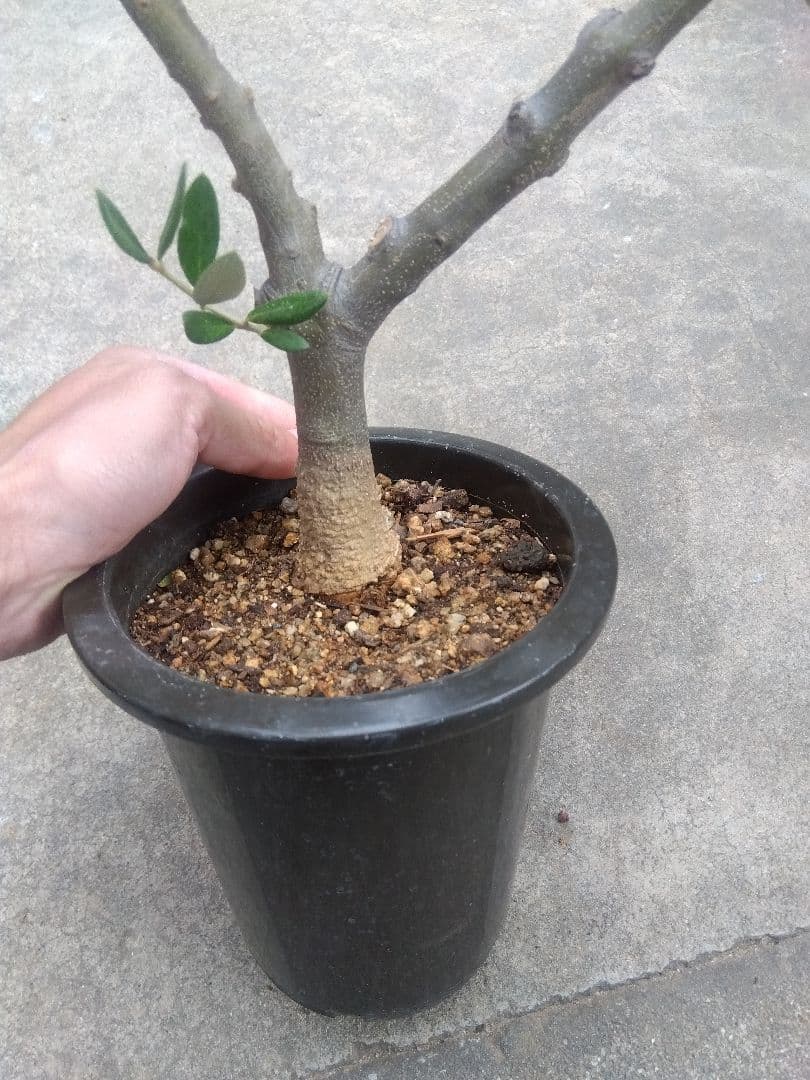 オリーブ　創樹　souju ピクアル　５号鉢つき 幹太❗　③