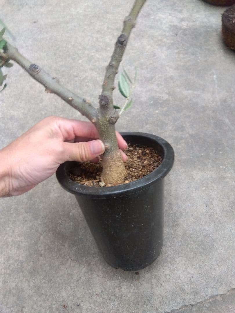 オリーブ　創樹　souju ピクアル　５号鉢つき 幹太❗　③