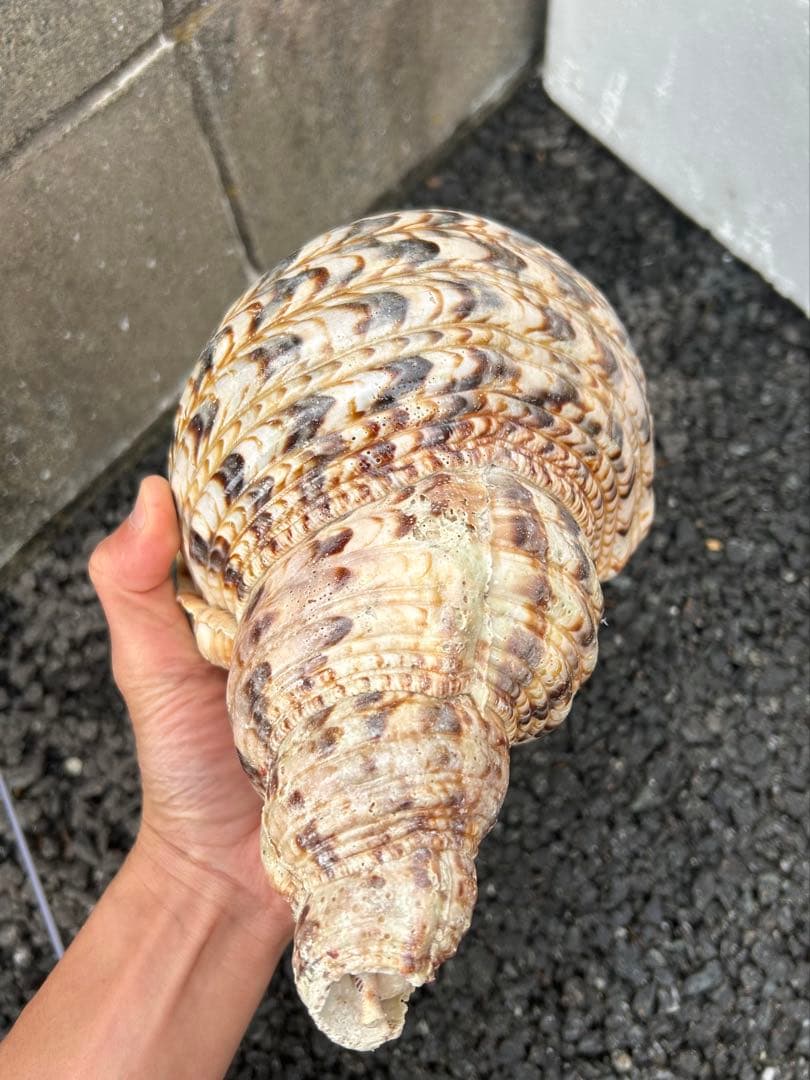 法螺貝　直線31cm 903g