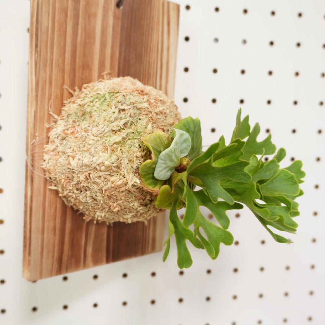 ビカクシダ リドレイ ドワーフ シルバー 小株 R-9 - メルカリ