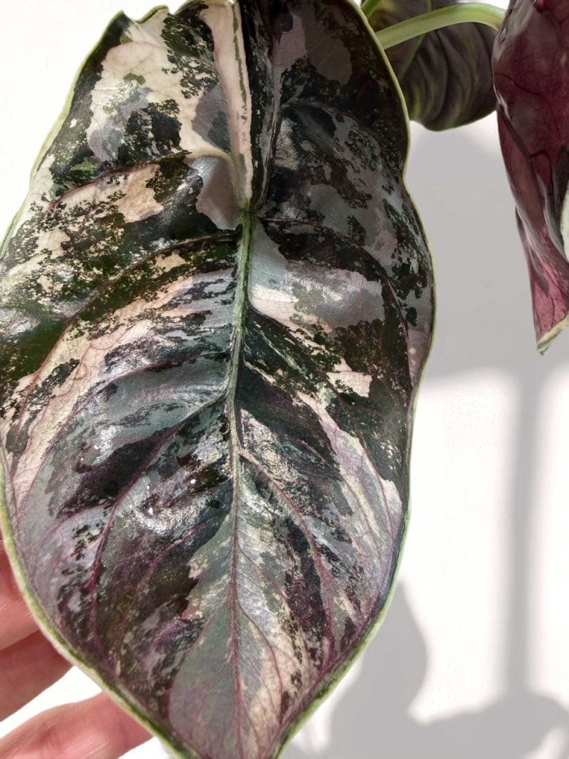 ラスト アロカシア アズラニー 斑入り 芋 ①番