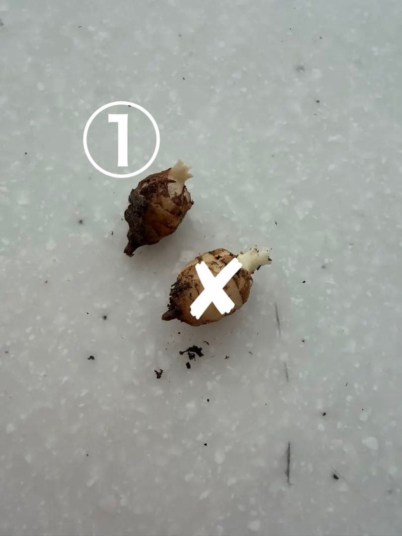 ラスト アロカシア アズラニー 斑入り 芋 ①番