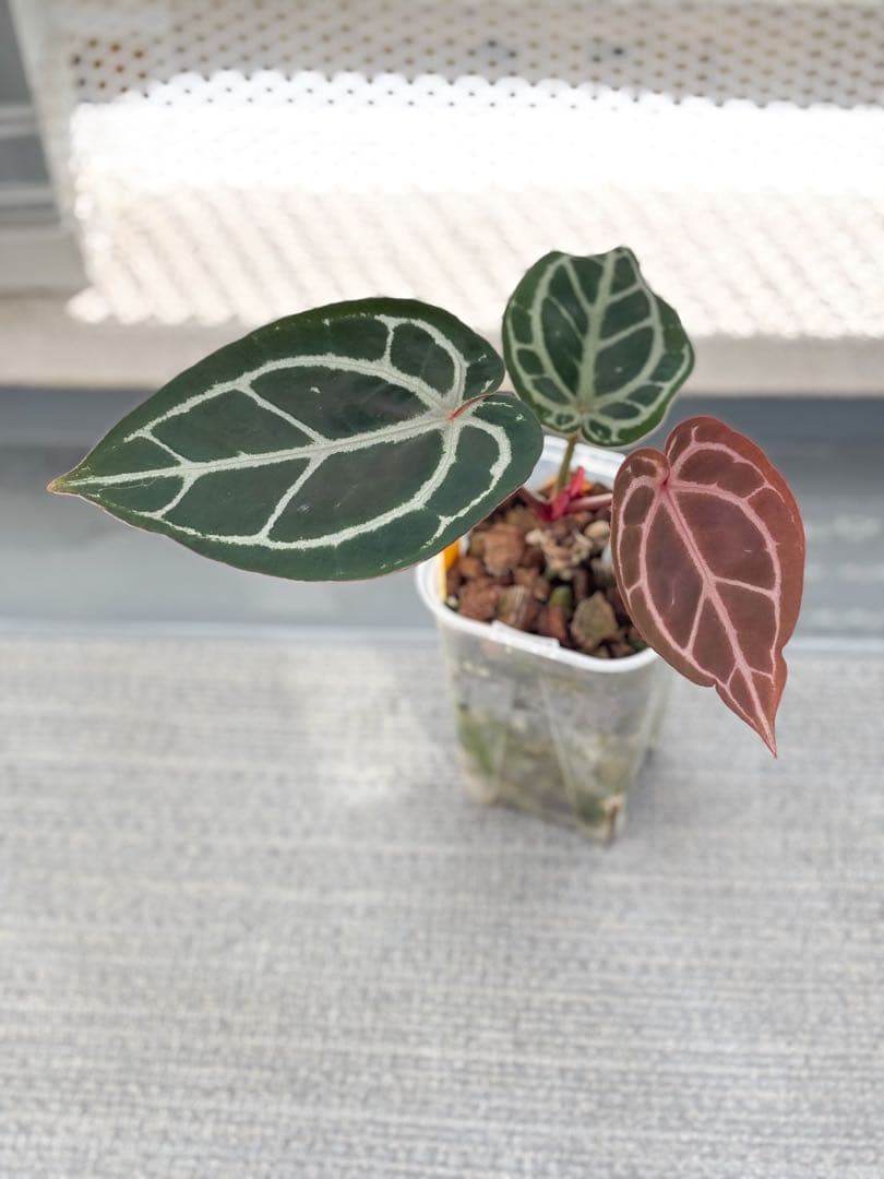 Anthurium docblock 'Scarlet' S1 スカーレット - メルカリ