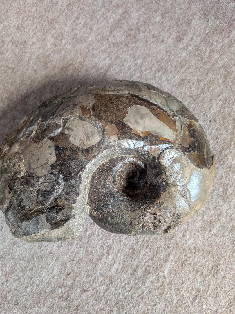 アンモナイト化石 27cm(290)