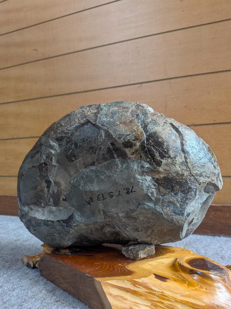 アンモナイト化石 27cm(290)