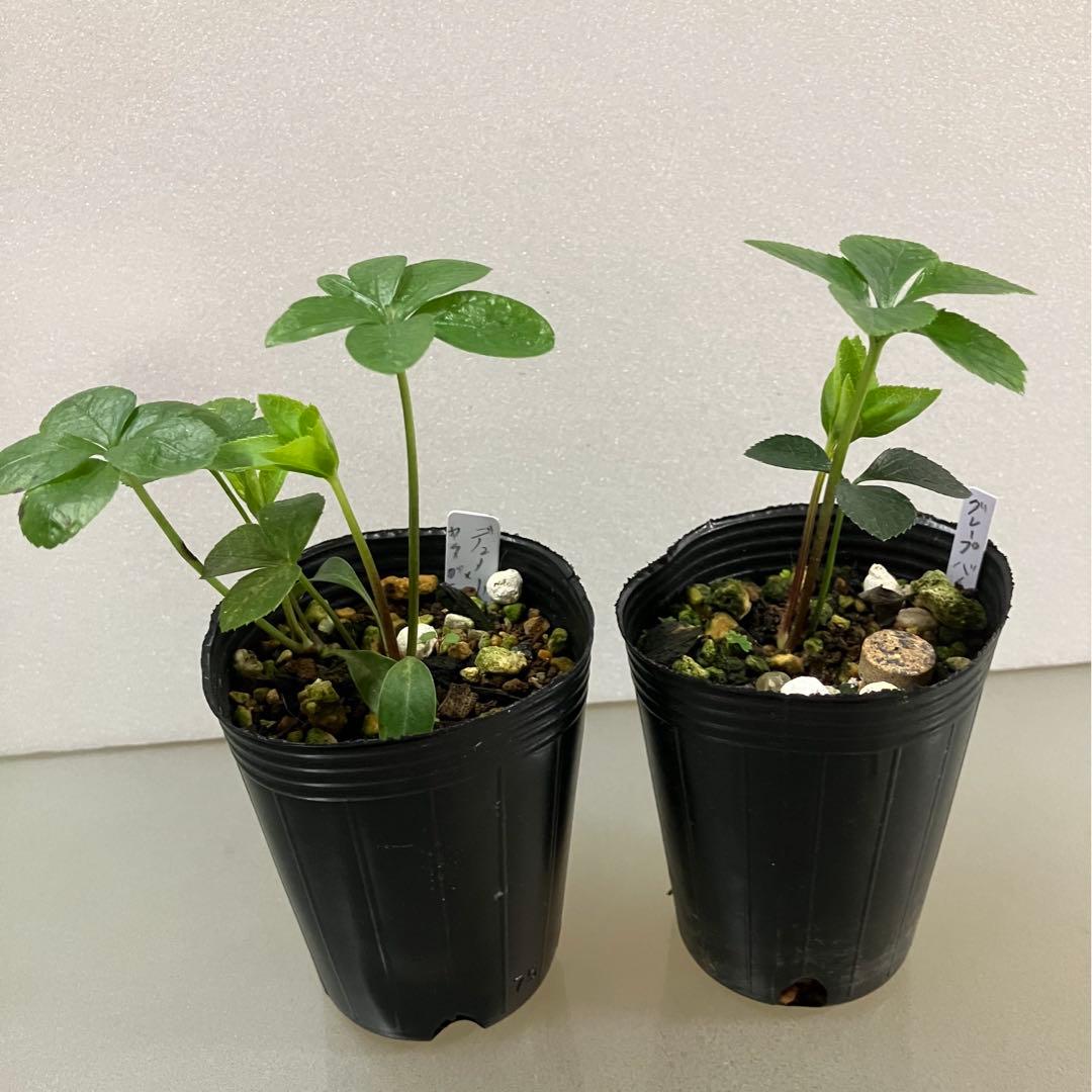 クリスマスローズ八咫烏系幼苗2セット - メルカリ