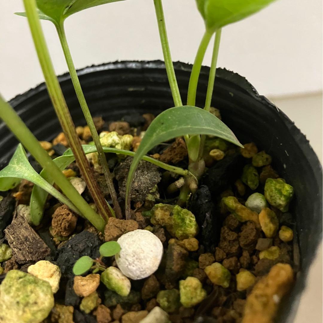 クリスマスローズ八咫烏系幼苗2セット - メルカリ