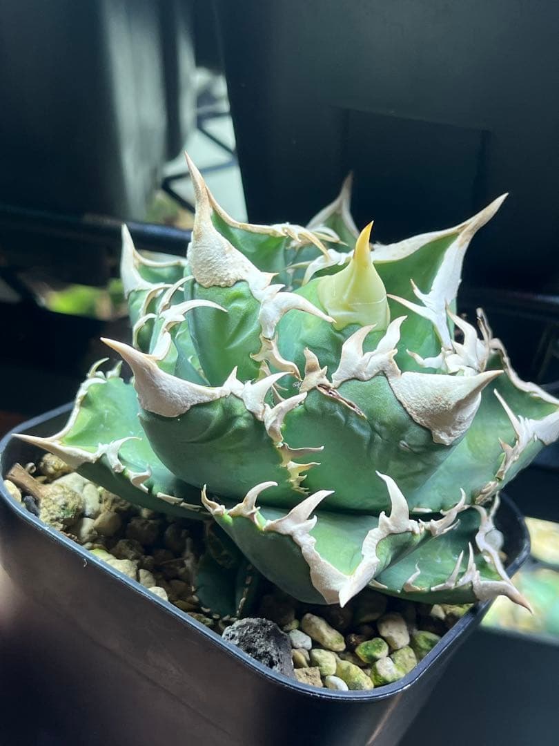 アガベ チタノタ　lize血統　大白鯊　ホホジロザメ