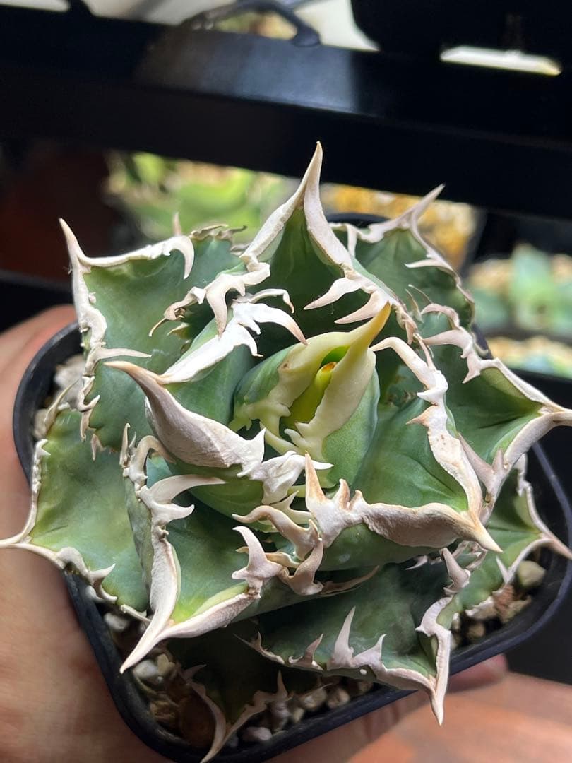 アガベ チタノタ　lize血統　大白鯊　ホホジロザメ