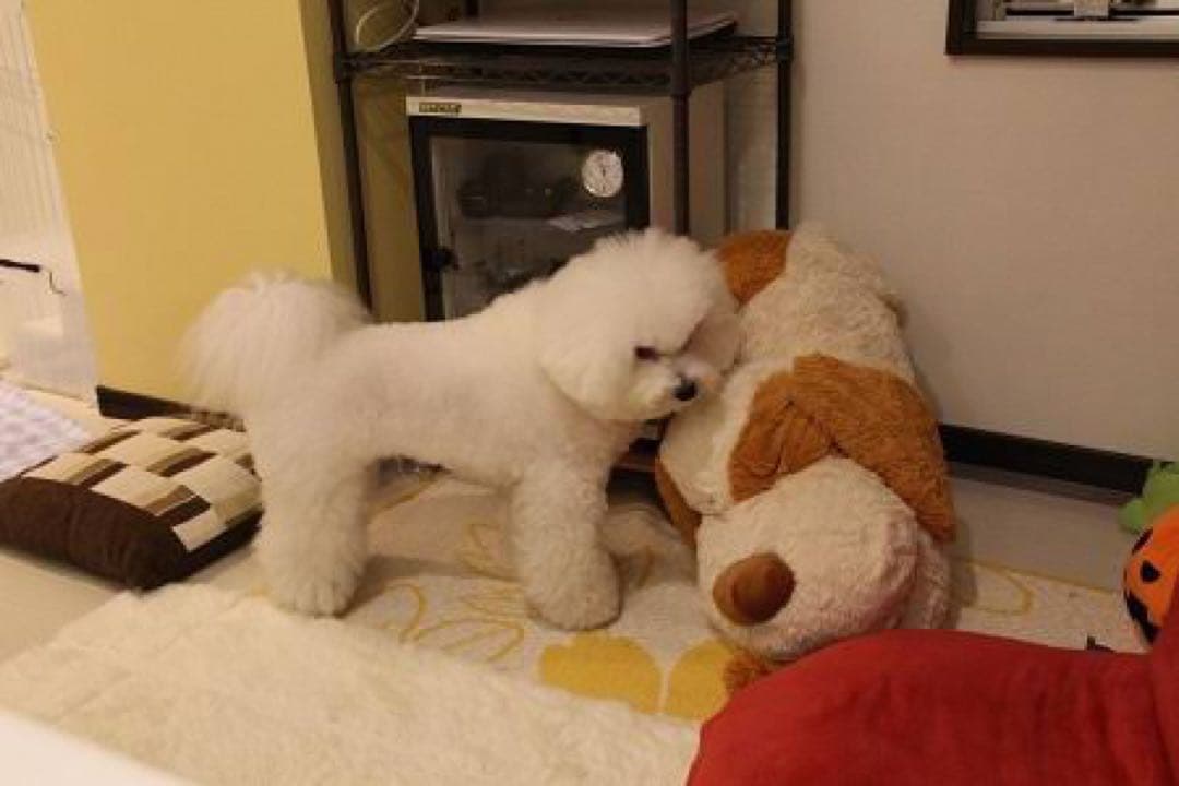 新品未開封】ニトリぶち犬タロー大谷翔平さん愛用【残り2体匹】 - メルカリ